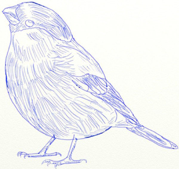 鉛筆で段階的に鳥を描く方法