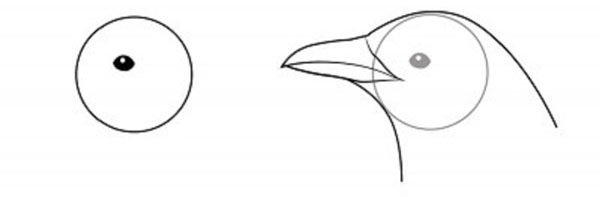 鉛筆で段階的に鳥を描く方法