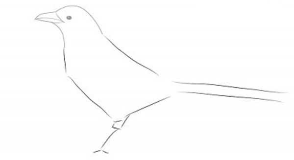 鉛筆で段階的に鳥を描く方法