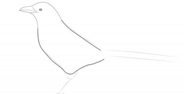 鉛筆で段階的に鳥を描く方法