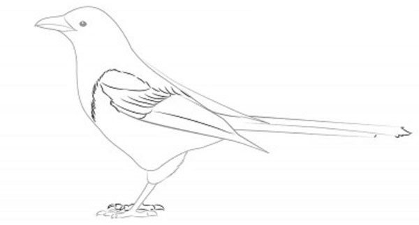 鉛筆で段階的に鳥を描く方法