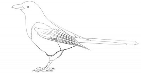 鉛筆で段階的に鳥を描く方法