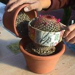 サボテンを移植する方法 サボテンを移植する方法