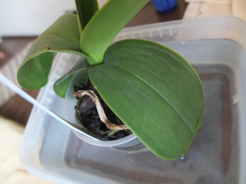 蘭を移植する方法