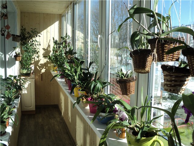 蘭を移植する方法