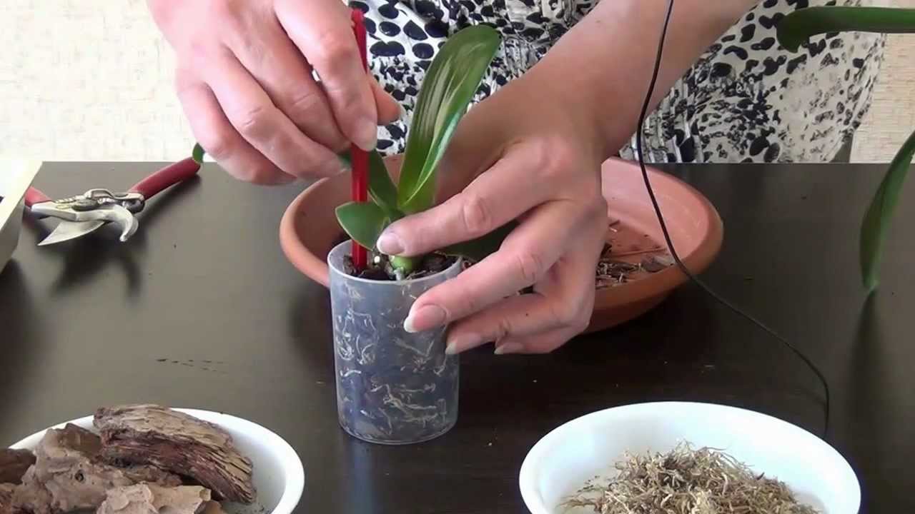 蘭を移植する方法