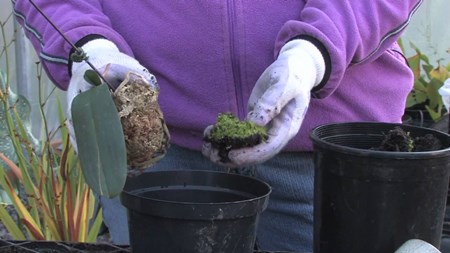 蘭を移植する方法