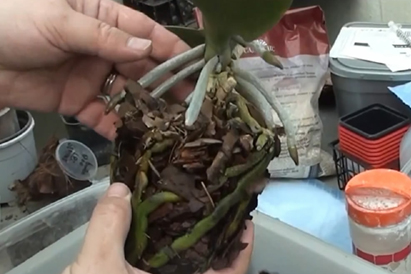 蘭を移植する方法