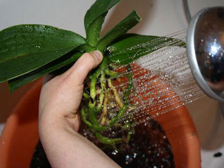 蘭を移植する方法