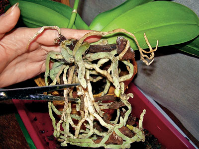 蘭を移植する方法