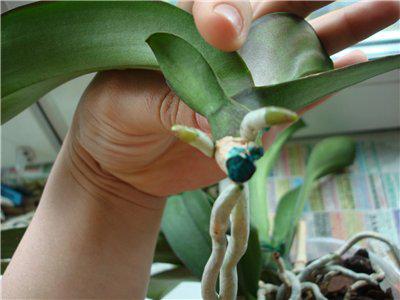 蘭を移植する方法