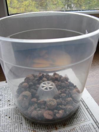 蘭を移植する方法
