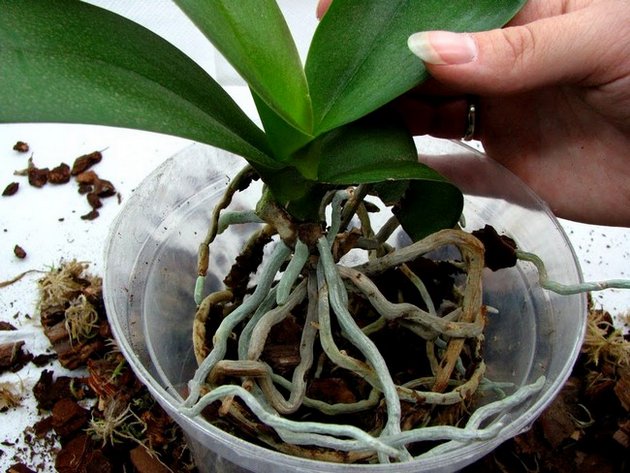 蘭を移植する方法