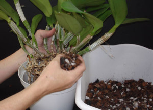 蘭を移植する方法
