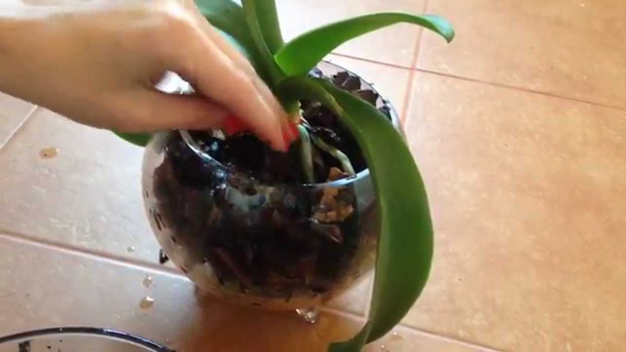 蘭を移植する方法