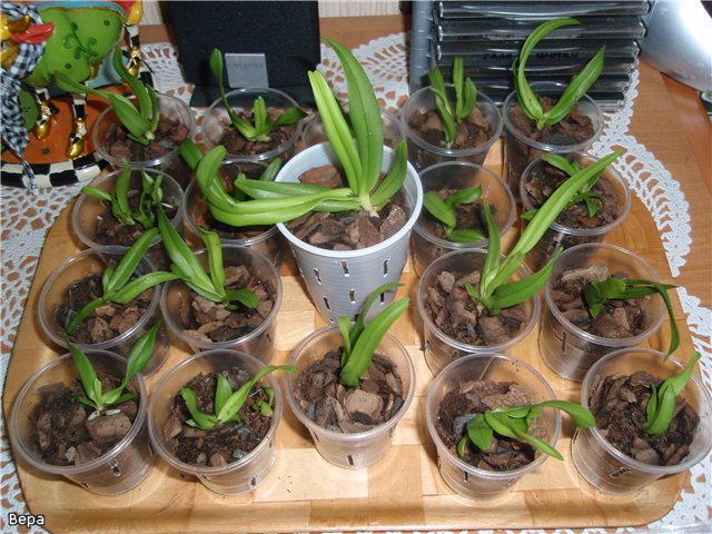 蘭を移植する方法