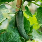 キュウリを正しく結ぶ方法 キュウリを正しく結ぶ方法