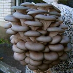 自宅で牡蠣のキノコを育てる方法