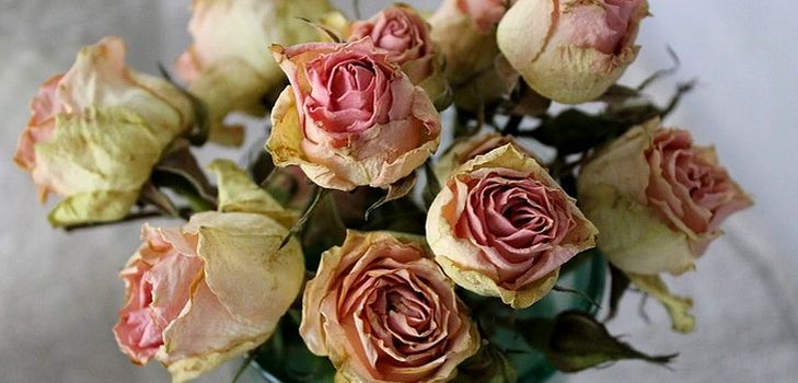植物園の花を乾かす方法