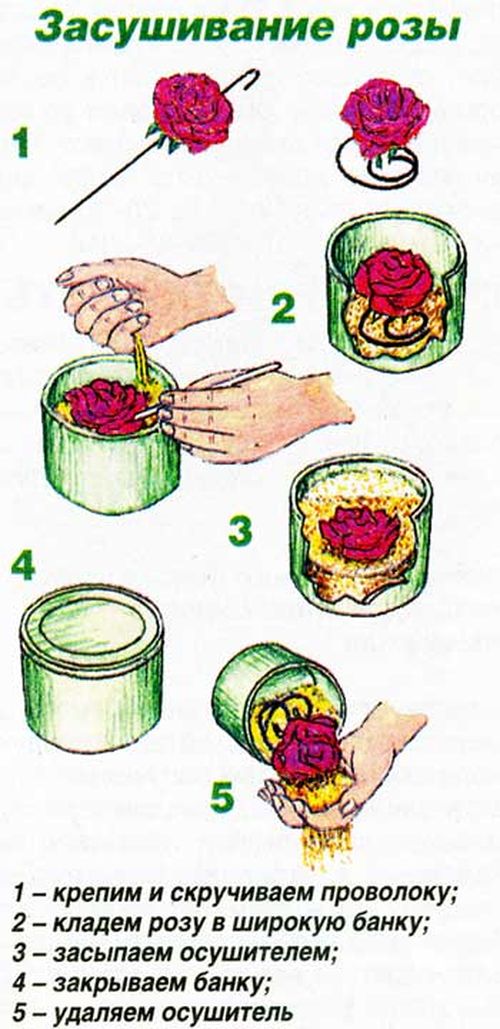植物園の花を乾かす方法