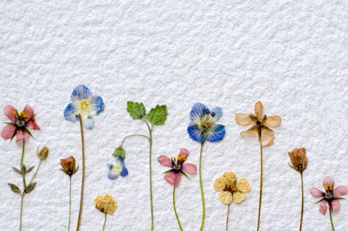 植物園の花を乾かす方法