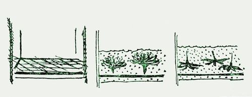 植物園の花を乾かす方法