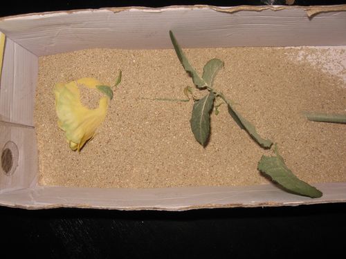植物園の花を乾かす方法