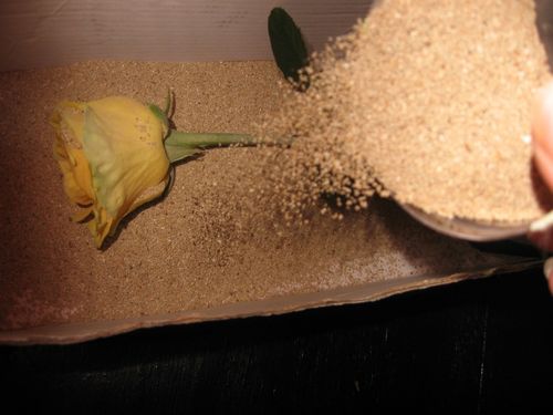 植物園の花を乾かす方法
