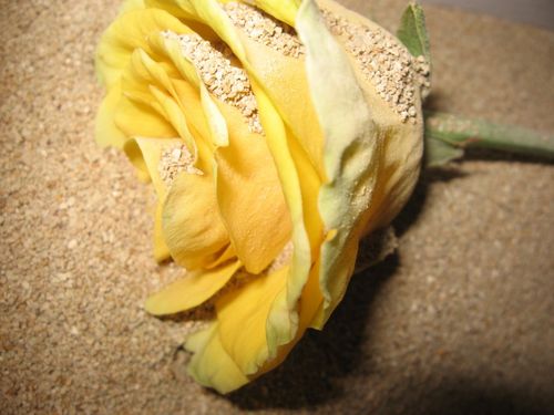 植物園の花を乾かす方法