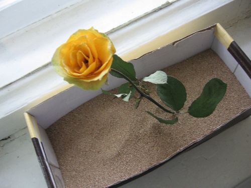植物園の花を乾かす方法