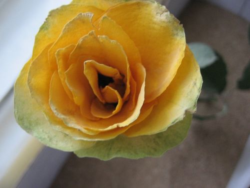 植物園の花を乾かす方法