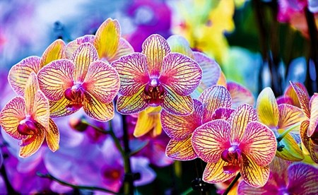 最初に慎重に分離したRhizome 最初に慎重に分離したRhizome