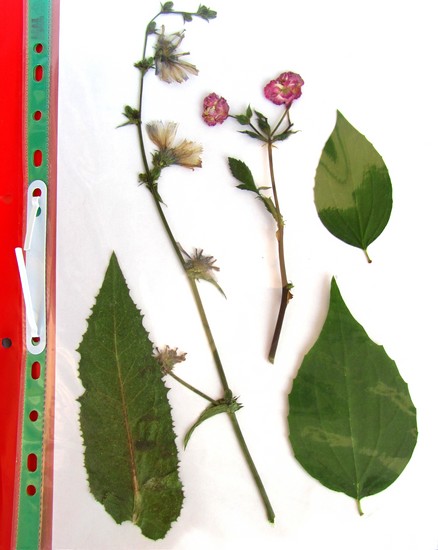 自分の手でハーバリウムと彼のためのアルバムを作ることを学ぶ