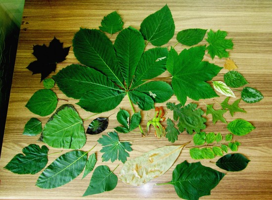あなた自身の手で植物園を作る方法。ジュニアスクールの植物園