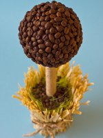 コーヒーの木を作る方法