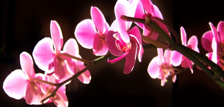 オーキッド:開花後のケア オーキッド:開花後のケア