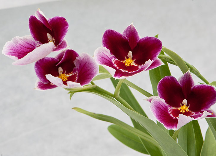 開花後、新しい芽が現れます 開花後、新しい芽が現れます