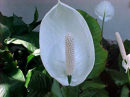 移植スパチフラム