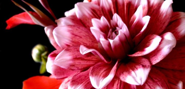 芽dahlias