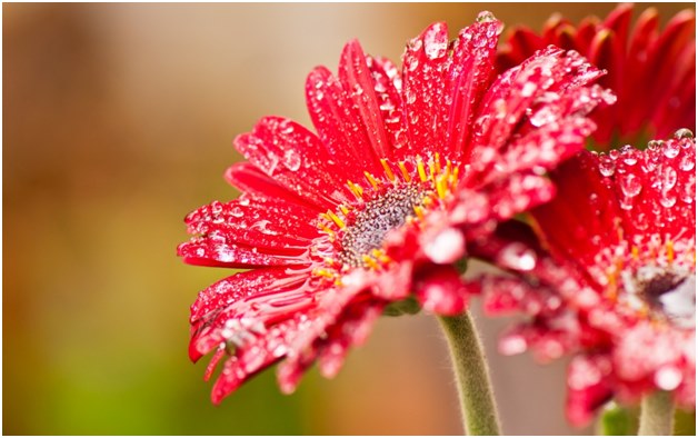 開花するジェラール