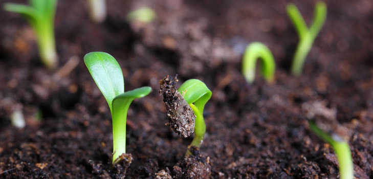 植え付けたときの苗の種類は？