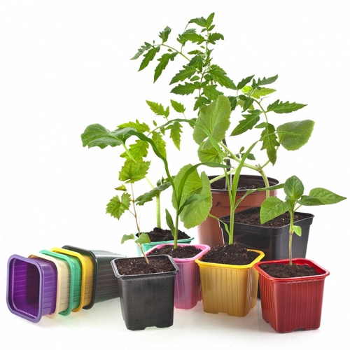 植え付けたときの苗の種類は？