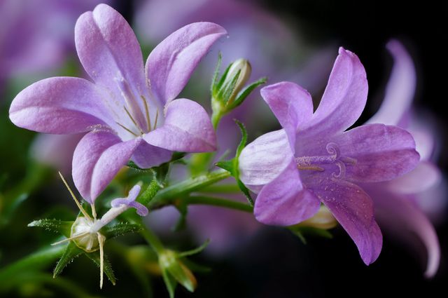 自宅でCampanula - 植え付けとケア(ビデオ、写真):初心者の花屋へのアドバイス