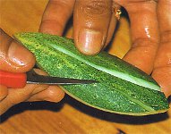 野菜や果物からの彫刻？