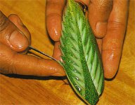野菜や果物からの彫刻？