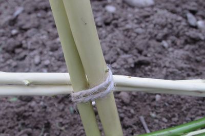 あなた自身の手でぶどうの花壇