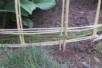 あなた自身の手でぶどうの花壇