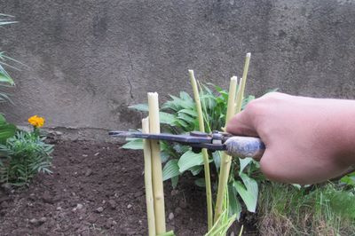 あなた自身の手でぶどうの花壇
