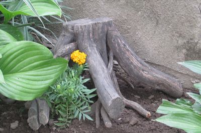 あなた自身の手でぶどうの花壇