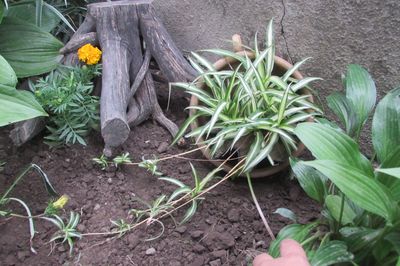 あなた自身の手でぶどうの花壇